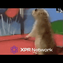 a squirrel is standing on its hind legs in front of a logo for xpr network
