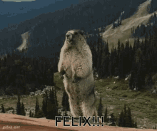 a groundhog standing on its hind legs with the word felix written above it