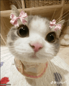 a close up of a cat 's face with a pink bow on its head