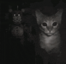 a black and white photo of a cat standing next to a teddy bear .