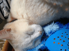 a white cat laying on a blue stuffed animal with stars on it