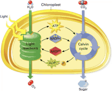 a diagram of a chloroplast and calvin cycle