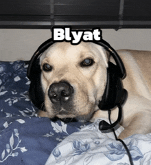 a dog wearing headphones with the word blyat written above it