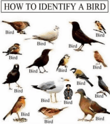 a poster showing different types of birds and how to identify them