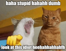 a picture of two cats with a caption that says " haha stupid hahaha dumb look at this idiot heehahhhahhh "