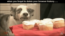 a dog is looking at some cupcakes with the caption when you forget to delete your browser history