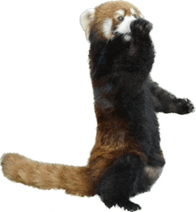 a red panda is standing on its hind legs