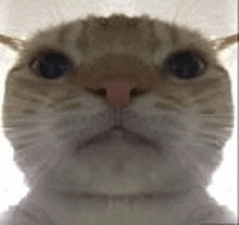 a close up of a cat 's face looking at the camera with a white background .