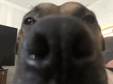 a close up of a dog 's nose in front of a television