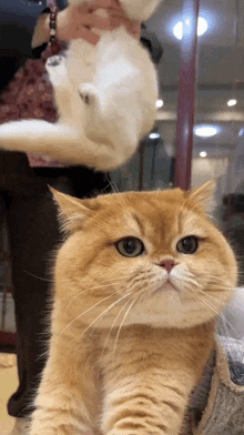 a close up of a cat looking at the camera with a person holding a white cat in the background .