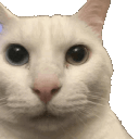 a close up of a cat 's face with a white background .