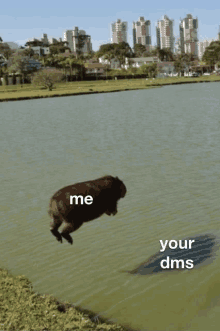 a picture of a capybara jumping into a lake with the words me your dms