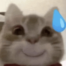 a close up of a cat 's face with a blue sweat drop on its forehead .