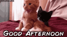 Good Afternoon GIF