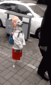 a dog dressed in a clown costume is walking down the street