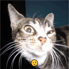 a close up of a cat 's face with a yellow smiley face behind it