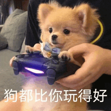 a small dog is holding a video game controller