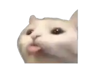 a close up of a cat 's face with its tongue sticking out .