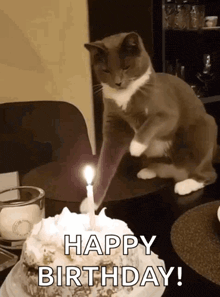 a cat sitting on a table next to a birthday cake with a lit candle