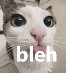 a close up of a cat with the word bleh on the bottom