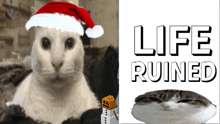 a white cat wearing a santa hat next to a sign that says life ruined