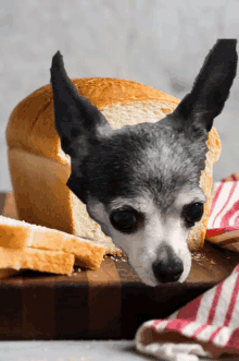 a small dog is looking at a loaf of bread on a cutting board