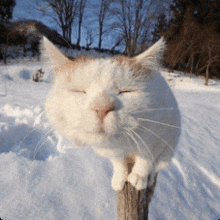 a white cat with its eyes closed sitting on a wooden post in the snow