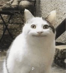 a white cat with a surprised look on its face is sitting on a staircase .
