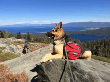 a dog with a red backpack laying on a rock overlooking a lake