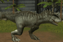 a gray dinosaur with spikes on it 's head is walking in a field