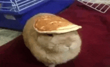 a rabbit with a pancake on its head is sitting on a red blanket .