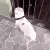 a white dog is standing on its hind legs on a sidewalk .