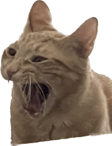 a cat is yawning with its mouth wide open