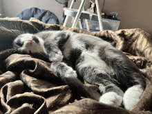 a gray and white cat laying on a blanket