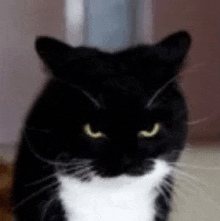 a black and white cat with yellow eyes is sitting on the floor looking at the camera .