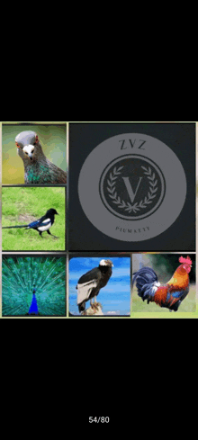 a collage of birds including a peacock a rooster and a pigeon