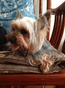 a small dog is laying on a chair with its tongue hanging out