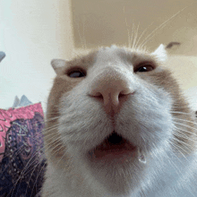 a close up of a cat 's nose with a pink pillow in the background