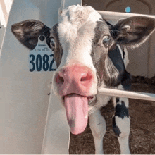 a cow with a tag on its ear that says 3082 sticking its tongue out