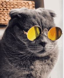 a cat wearing a pair of yellow sunglasses