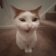 a white and orange cat sitting on a carpet with its mouth open