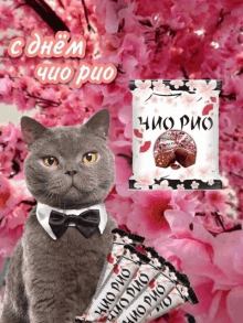 a cat in a bow tie is standing next to a bag of chio puo