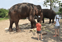 a boy in an orange shirt feeds an elephant while a girl in a white shirt watches