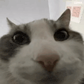 a close up of a cat 's face looking at the camera with a serious look on its face .