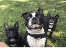 three dogs are standing in the grass and one has a collar that says ' boston terrier ' on it