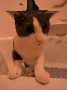 a cat wearing a witch hat with a spider on it