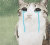 a cat with blue tears coming out of it 's eyes