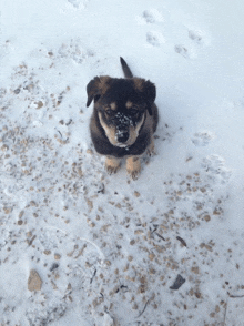 a small dog sitting in the snow looking up