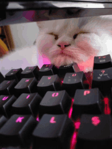 a white cat is looking over a keyboard with the letters k and l visible