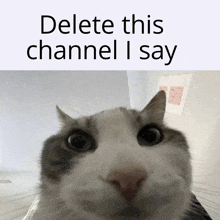 a cat is looking at the camera with the words delete this channel i say above it